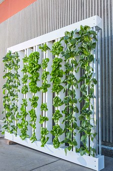 Vertical farming through hydroponics